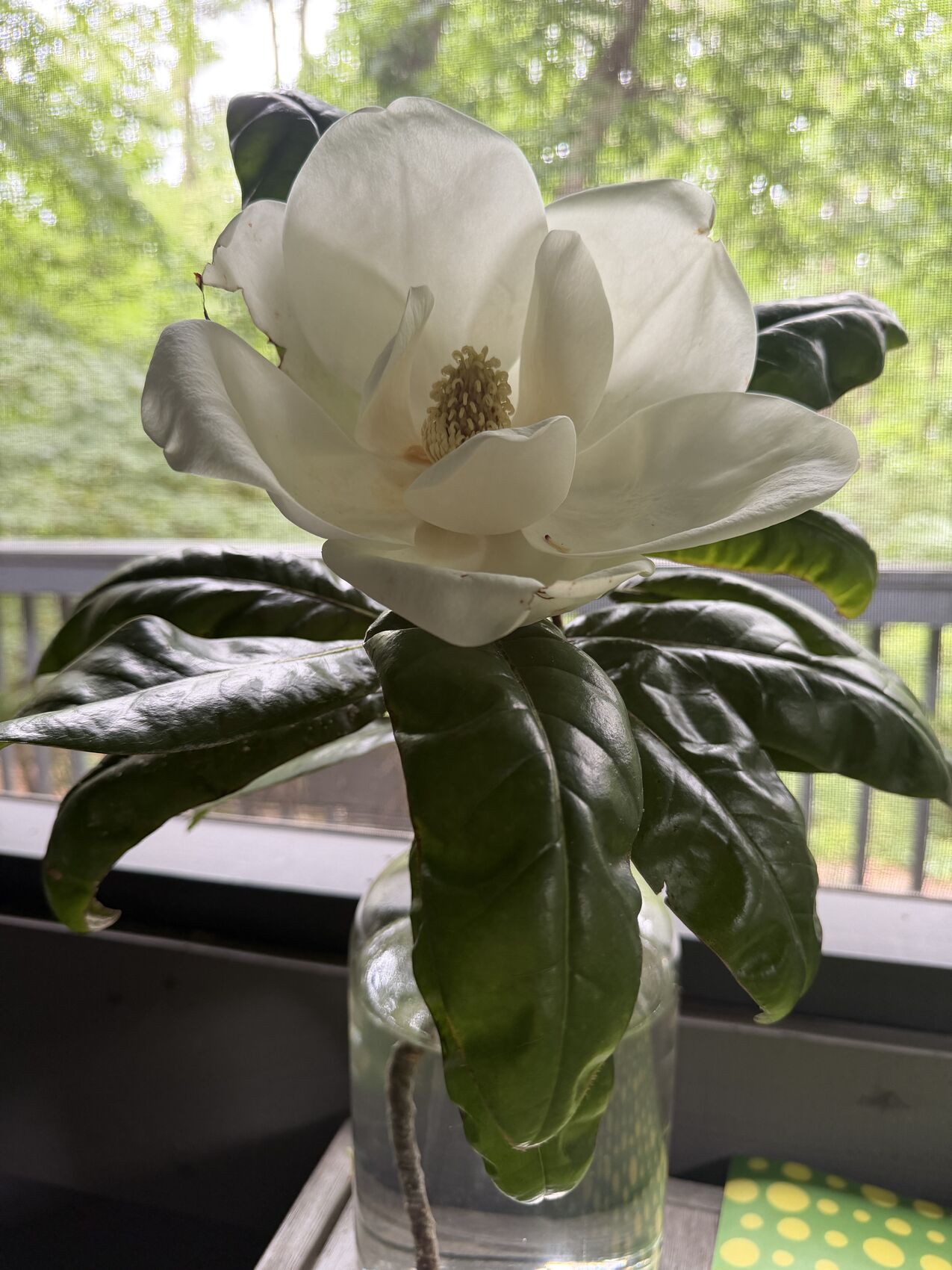 A southern magnolia bloom glowing pale in the dark, its tepals open around a green-gold central cone